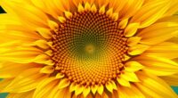 golden ratio in nature