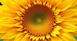 golden ratio in nature