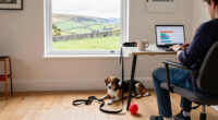 Pet Trends To Explore In Yorkshire With Google Trends